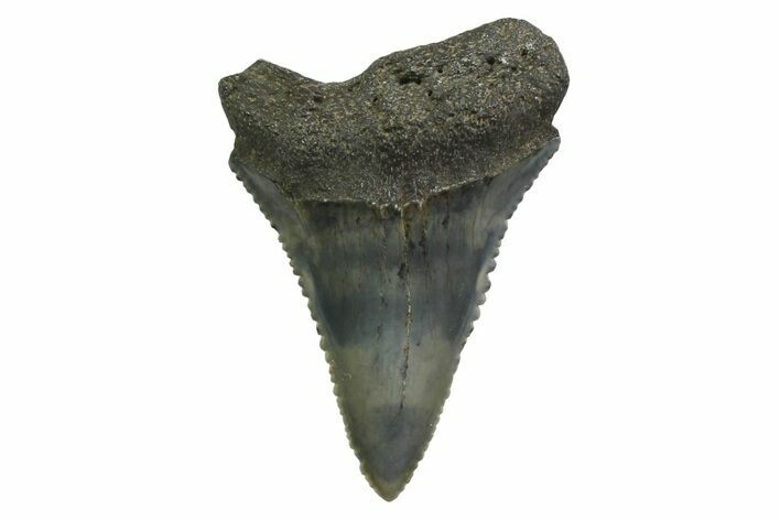 Serrated, Fossil Great White Shark Tooth - South Carolina #354538